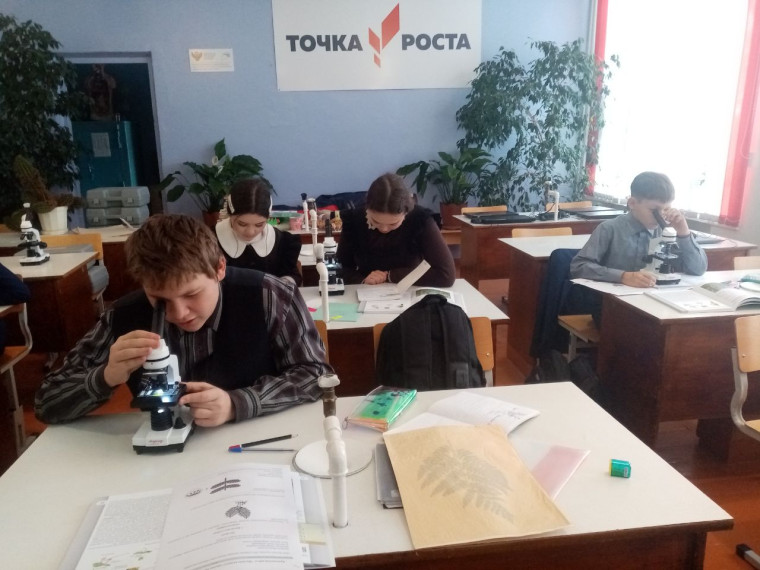 Практическая работа «Изучение внешнего строения папоротника или хвоща».